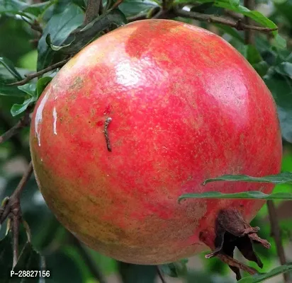 Baishnab  Pomegranate Plant Live Plant CF040111 P