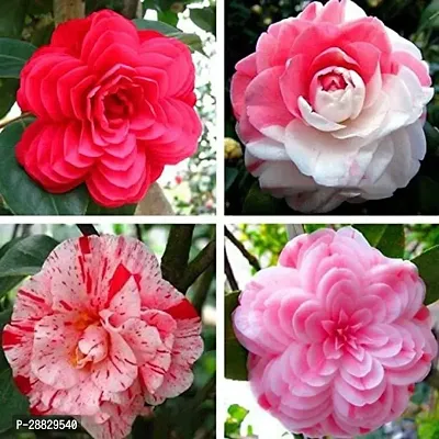 Baishnab  Camelia Plant  CK1 Rose Plant