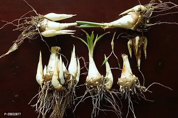 Baishnab Rajanigandha seed 2 ps  11rajnigandha bulb 012PIECE-thumb3