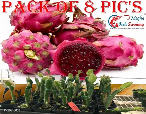 Baishnab  Red Dragon Fruit Pack Of 8 Dragon Tree-thumb0