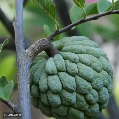 Baishnab  Custard Apple Live Plant CF0062 Custard-thumb0