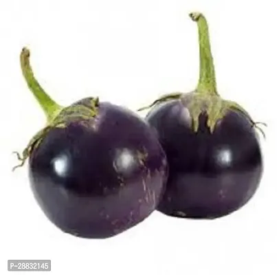 Baishnab BRINJAL SEEDS 200 PIECESDSI SPL 296200PIECE