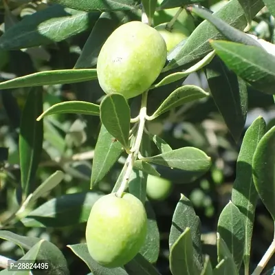 Baishnab  Indian OliveJalpai Live Plant CF046 ZZ