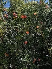 Baishnab Pomegranate Plant BEDANA PLANT ZZ-thumb1