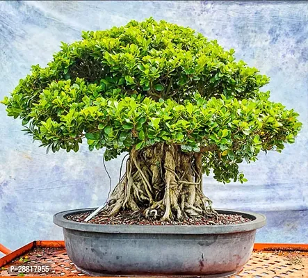 Baishnab  Ficus Bonsai  B1 Ficus Bonsai-thumb0