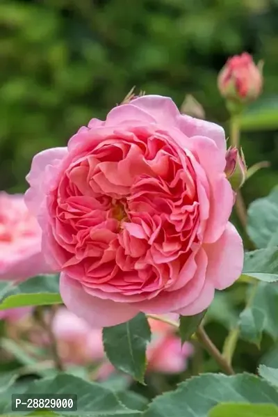 Baishnab  Hybrid Live Rose PlantCF0154 Rose Plant