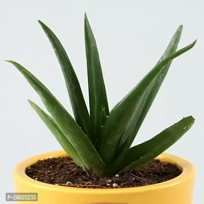 Baishnab  AAVA11 Aloe Vera Plant