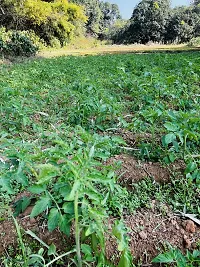 Baishnab Tomato Plant Tomato Plants Seeds-thumb2