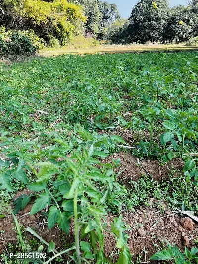 Baishnab Tomato Plant Tomato Plants Seeds-thumb3