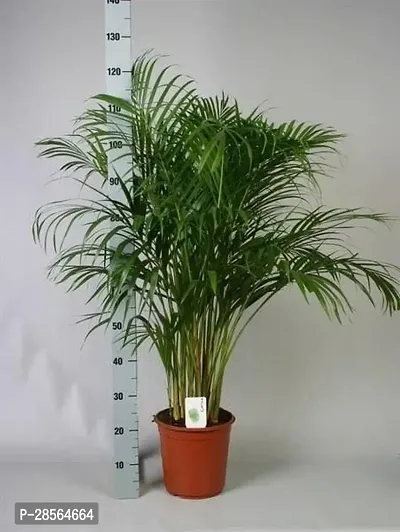 Baishnab Areca Palm h01-thumb0