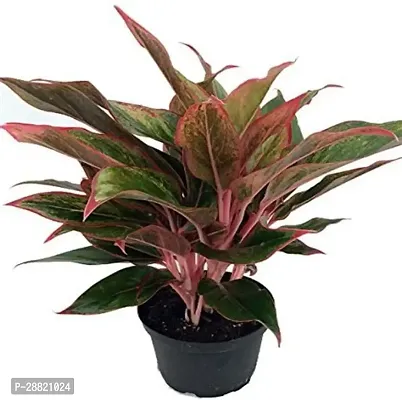 Baishnab  Aglaonema siam aurora Aglaonema Plant-thumb0