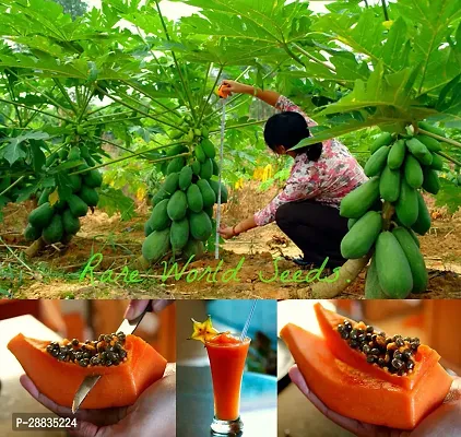 Baishnab Papaya seed 25ps mc jjP papaya a751025PIECE-thumb0