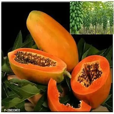 Baishnab papaya seed 150 per packetrbPapaya Hybrid Fruit Seeds   PH1393150PIECE-thumb0