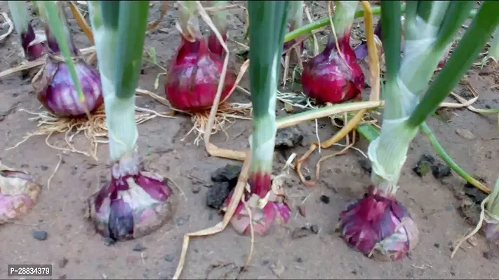 Baishnab Earth Seeds P176ONION50100PIECE