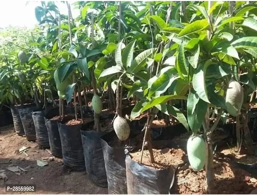 Baishnab Mango Plant All Time Mango plant, Thai Hybrid Variety-thumb3