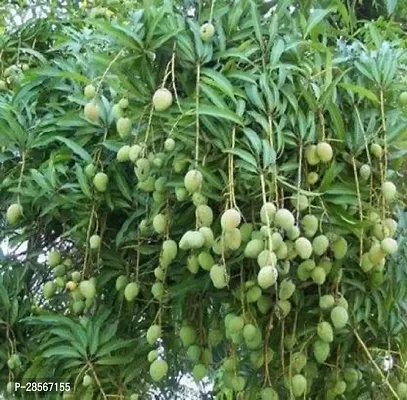 Baishnab Mango Plant SL_Mango34-thumb0