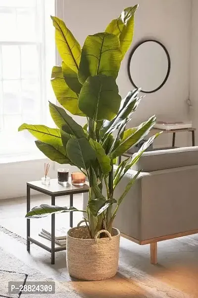 Baishnab  bbyy11 Banana Plant