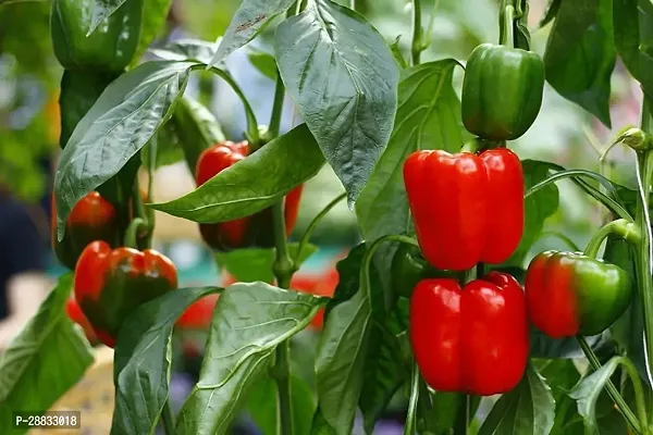 Baishnab Capcicum seed  425 per packet rbShimla Mirch  Capsicum Hybrid Vegetable Seeds   S8049425PIECE