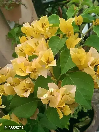 Baishnab  bf11 Bougainvillea Plant-thumb0