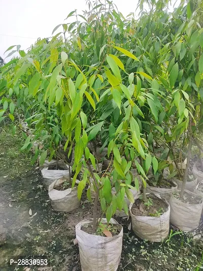 Baishnab  Tejpata tree plant Cinnamon Plant