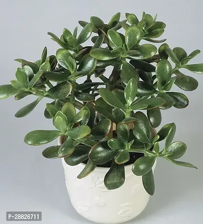 Baishnab  Jade Live Plant Good Luck Plant CF152 J