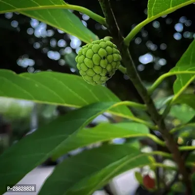 Baishnab  Custard Apple Live Plant Disha309099 C-thumb0