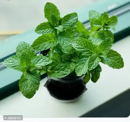 Baishnab Mint Plant MINT PLANT TDZZ-thumb2