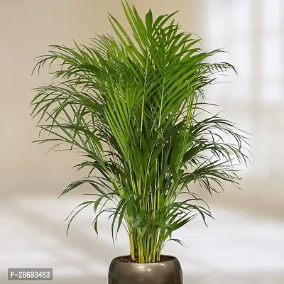 Baishnab Areca Palm JCE62