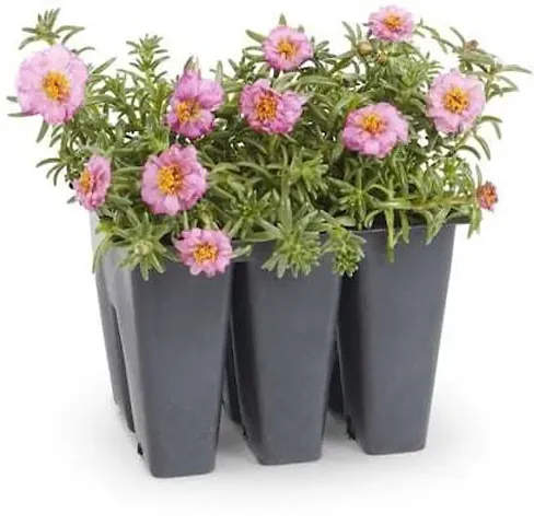 Best Selling Plant & Planters 