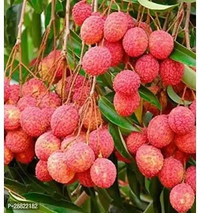 Baishnab  China Litchi PlantCFA269 Litchi Plant-thumb0