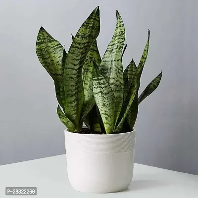 Baishnab  Snake PlantCFA446 Snake Plant