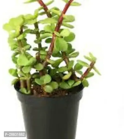 Baishnab  WoodGibbsGiftsWB1216 Jade Plant-thumb0