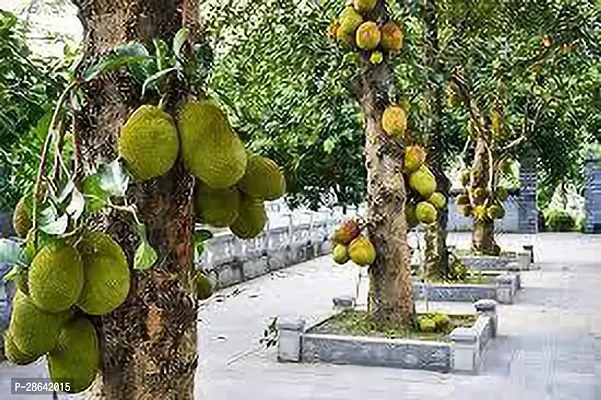 Baishnab Jackfruit Plant Jackfruit PlantJOOO1