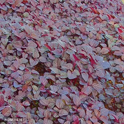 Baishnab LAL SAG SEED 250 PS LAL Sag High Yield Growing Seeds   Red Amaranthus Leaf Seeds 250 Seed250PIECE