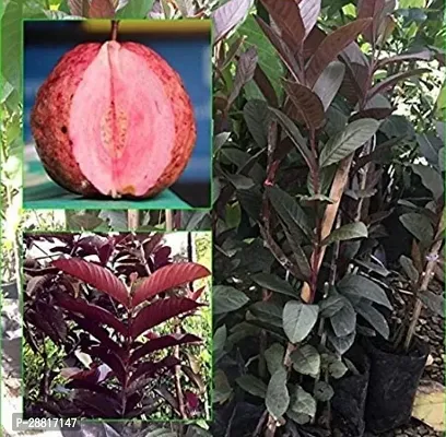 Baishnab  Hybrid Guava Plant Guava Plant-thumb0