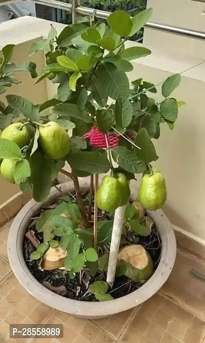 Baishnab Guava Plant r11