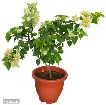 Baishnab  bq01 Bougainvillea Plant