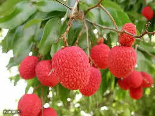 Baishnab Litchi Plant JDA