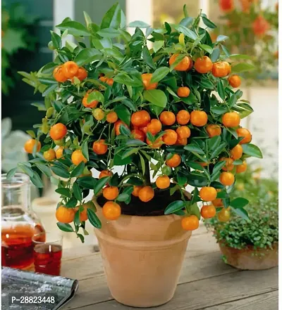 Baishnab  live orange plants Orange Plant-thumb0