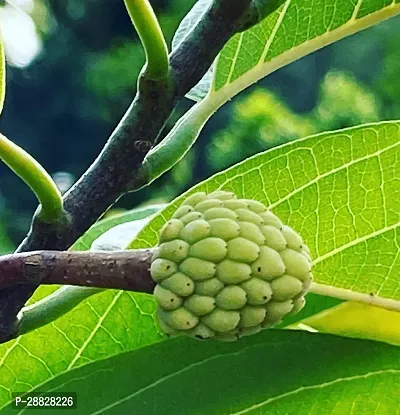 Baishnab  Custard Apple Live Plant Disha2007113-thumb0