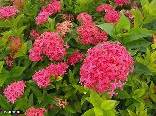 Baishnab Ixora Plant IXORA PLANT GG FF-thumb2