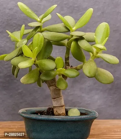 Baishnab  Jade Live Plant Good Luck Plant CF1371-thumb0