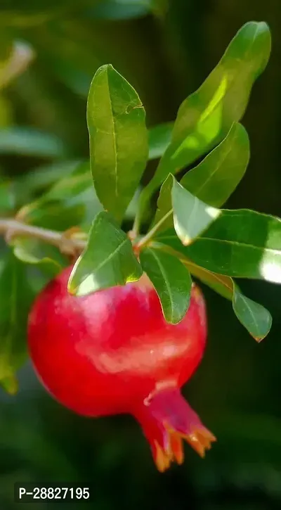 Baishnab  Pomegranate Plant Live Plant CF52911 Po