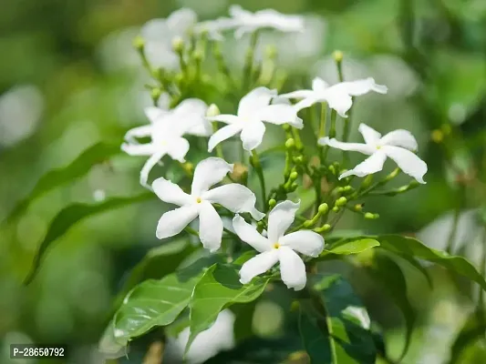 Baishnab Night Bloom Jasmine Plant Chinese TagorNight Bloom Jasmine Flower Live Plant FP01-thumb2