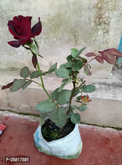 Baishnab  Bush Rose Red Rose Plant-thumb0