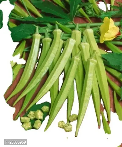 Baishnab Seed 200per packet XF412200 Green Okra 1716200PIECE