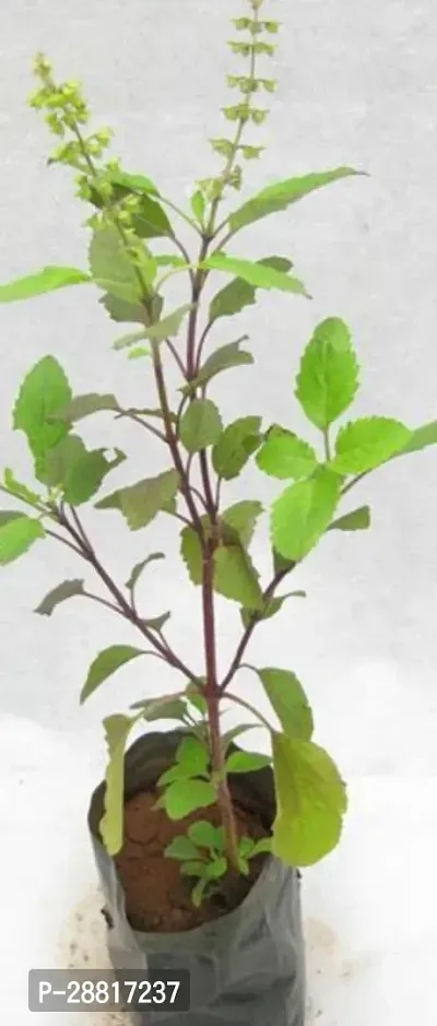 Baishnab  Holy Basil Plant T0010 Tulsi Plant