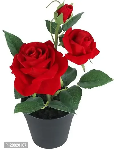 Baishnab  GET ROSE Rose Plant-thumb0