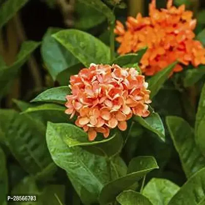 Baishnab Draffe Plant Yellow Ixora-thumb0