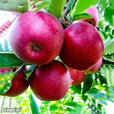 Baishnab  apple plant Elephant Apple Plant